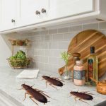 How To Get Rid Of Cockroaches In Kitchen Cabinets