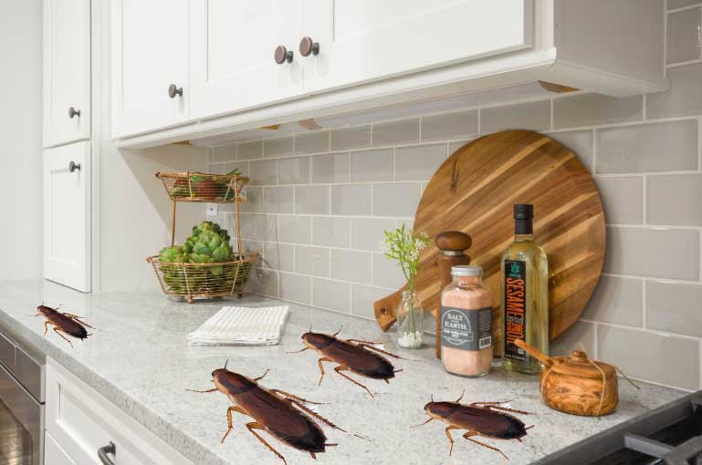 How To Get Rid Of Cockroaches In Kitchen Cabinets