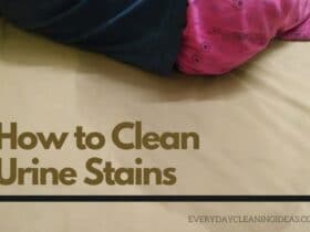 How to Clean Urine Stains and remove Urine Smell