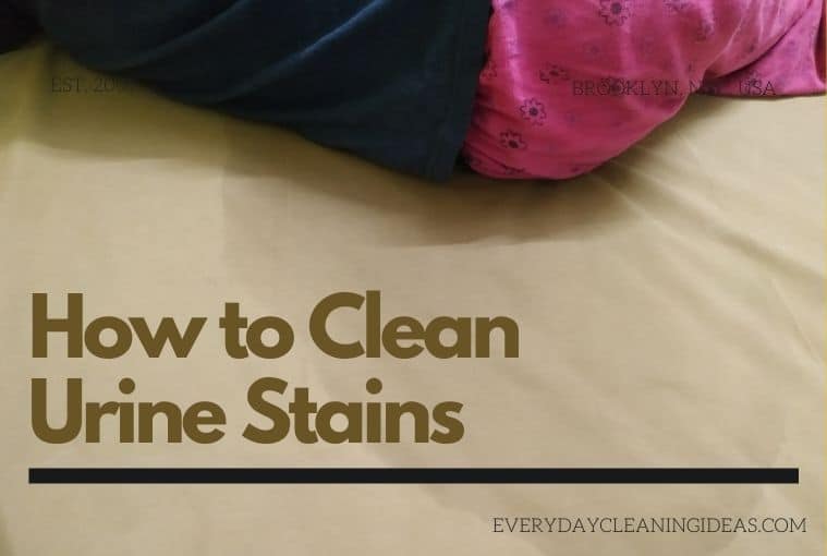 How to Clean Urine Stains and remove Urine Smell