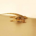 How to Get Rid of House Lizards Without Killing Them