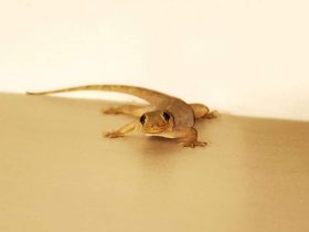 How to Get Rid of House Lizards Without Killing Them