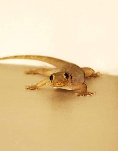 How to Get Rid of House Lizards Without Killing Them