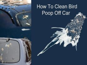 How To Clean Bird Poop Off Car