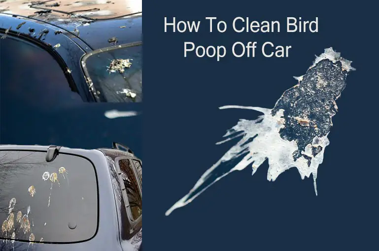 How To Clean Bird Poop Off Car