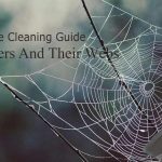 How To Get Rid Of Spiders And Their Webs From Your House