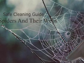 How To Get Rid Of Spiders And Their Webs From Your House