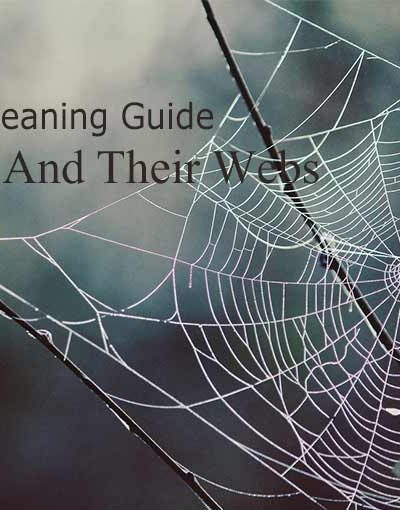 How To Get Rid Of Spiders And Their Webs From Your House