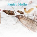 How to Get Rid of Small Pantry Moths