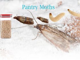 How to Get Rid of Small Pantry Moths