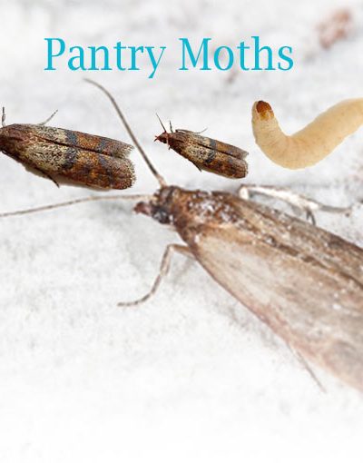 How to Get Rid of Small Pantry Moths