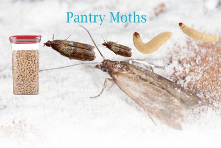 How to Get Rid of Small Pantry Moths Flying Around the House