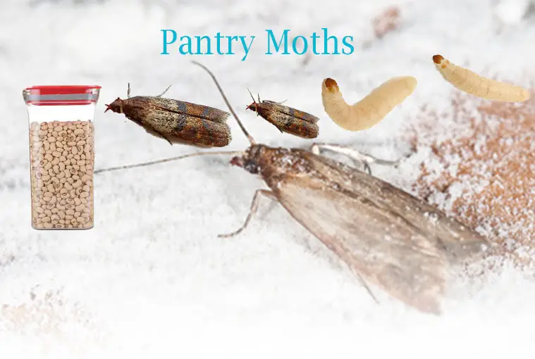 How to Get Rid of Small Pantry Moths