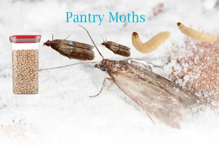 Get Rid Of Small Pantry Moths Flying, How Do You Get Rid Of Moths In Kitchen Cupboards