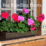 Plants that repel bugs, flies, mosquito, ticks, and wasps