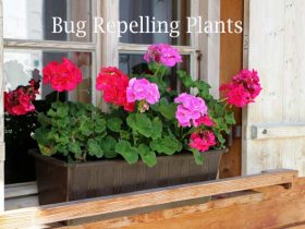 Plants that repel bugs, flies, mosquito, ticks, and wasps