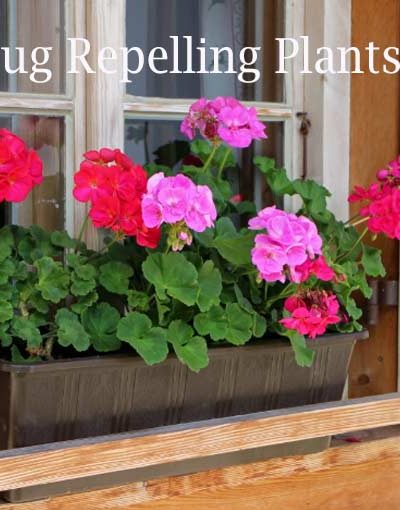 Plants that repel bugs, flies, mosquito, ticks, and wasps