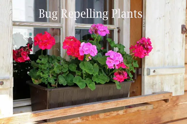 Plants that repel bugs, flies, mosquito, ticks, and wasps