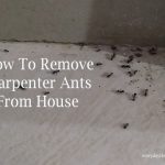 How To Remove Carpenter Ants From House