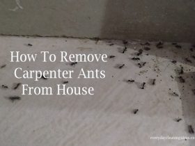 How To Remove Carpenter Ants From House