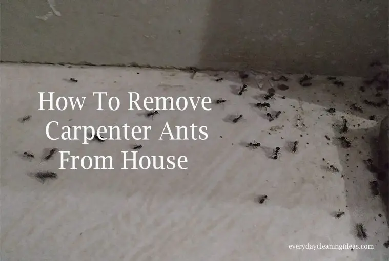 How To Remove Carpenter Ants From House