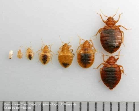 bed bugs life cycle