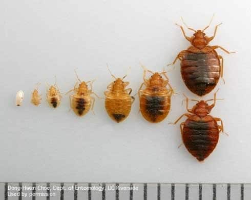 bed bugs life cycle bed bugs life cycle