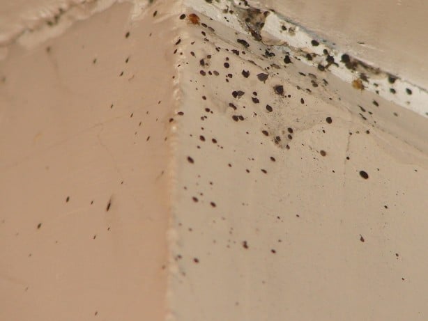 How Can I Spot Bed Bug Droppings