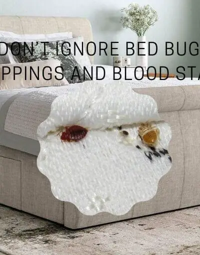 How to Remove Bed Bug Droppings And Blood Stains