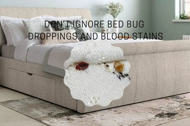 How to Remove Bed Bug Droppings And Blood Stains