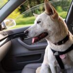 How To Get Dog Hair Out Of Car - Clean Car Seat