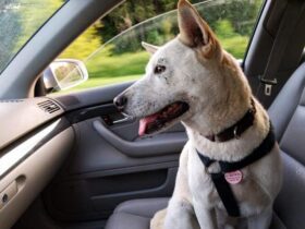 How To Get Dog Hair Out Of Car - Clean Car Seat