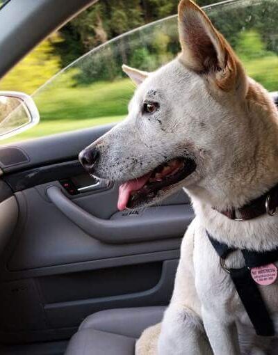 How To Get Dog Hair Out Of Car - Clean Car Seat
