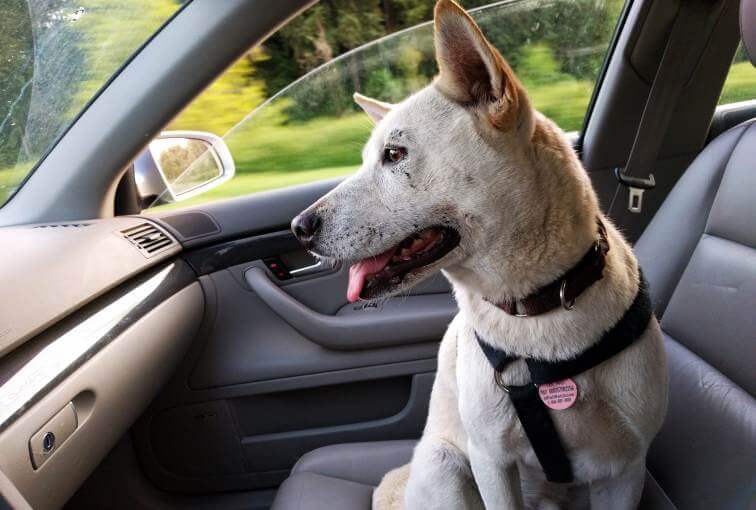 How To Get Dog Hair Out Of Car - Clean Car Seat