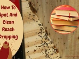 How to Clean Roach Poop from Walls, Wood, Books, and Cabinets