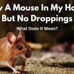 Saw A Mouse In My House But No Droppings