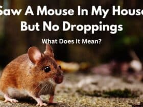 Saw A Mouse In My House But No Droppings