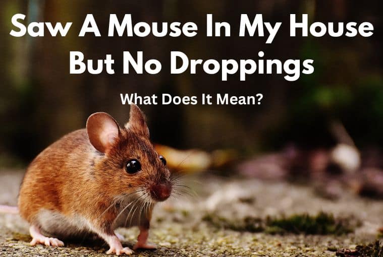 Saw A Mouse In My House But No Droppings